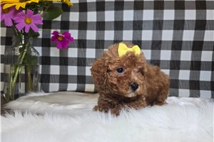 Dixie - puppy for sale