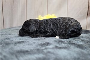 Dowdan - Poodle, Miniature for sale