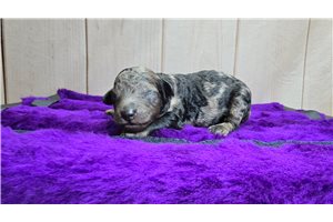 Denver - Poodle, Miniature for sale