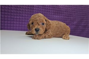 Dixie - Poodle, Miniature for sale