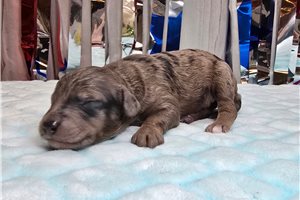 Dawn - Poodle, Miniature for sale