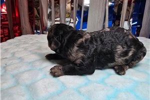 Denver - Poodle, Miniature for sale