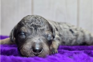 Doc - Poodle, Miniature for sale