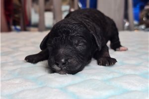 Dowdan - puppy for sale