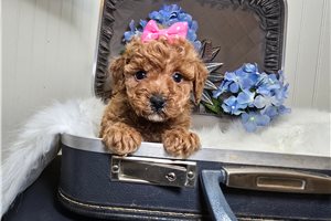 Dixie - Poodle, Miniature for sale