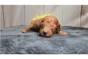 Dasher - Poodle, Miniature for sale