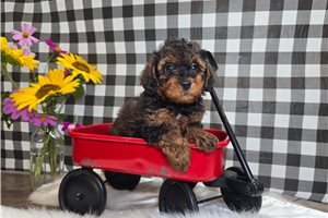 Daisy - puppy for sale