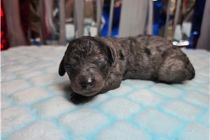 Doc - puppy for sale