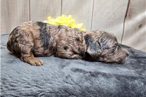 Dawn - Poodle, Miniature for sale