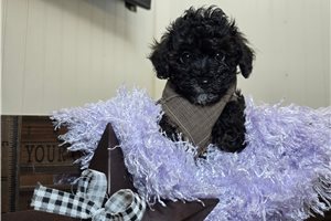 Dowdan - Poodle, Miniature for sale