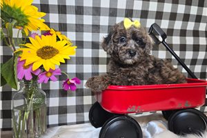 Dawn - Poodle, Miniature for sale