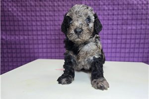 Denver - Poodle, Miniature for sale