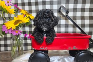 Dowdan - puppy for sale