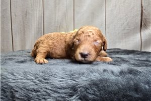 Debbie - Poodle, Miniature for sale