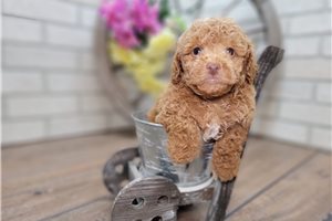Nano - Poodle, Miniature for sale