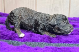 Dowdan - Poodle, Miniature for sale