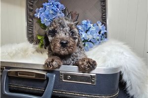 Doc - Poodle, Miniature for sale