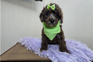 Dawn - Poodle, Miniature for sale