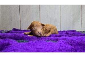 Dasher - Poodle, Miniature for sale