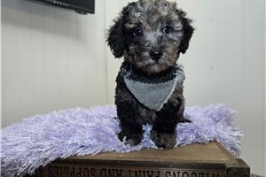 Denver - Poodle, Miniature for sale