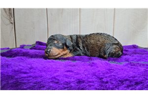 Daisy - Poodle, Miniature for sale
