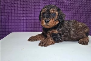 Daisy - Poodle, Miniature for sale