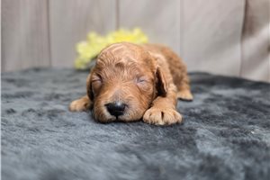 Dixie - Poodle, Miniature for sale
