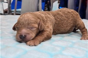 Dixie - puppy for sale