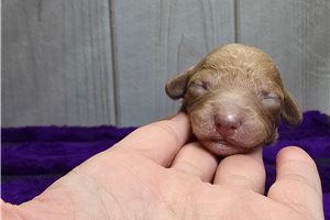 Debbie - Poodle, Miniature for sale