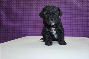 Dowdan - Poodle, Miniature for sale