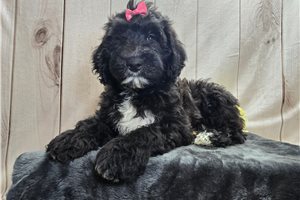 Soroya - Sheepadoodle for sale