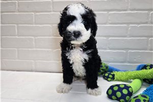 Silas - Sheepadoodle for sale