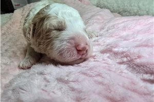 Ginger, a Sheepadoodle puppy
