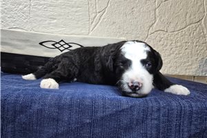 Silas - Sheepadoodle for sale
