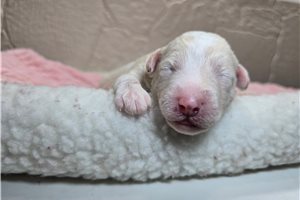 Gidget - Sheepadoodle for sale