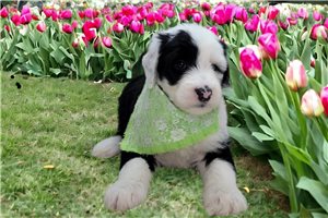 Carrie - Sheepadoodle for sale