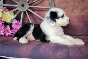 Destiny - puppy for sale