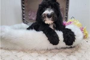 Daffodil - Sheepadoodle for sale