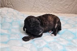 Gabe, a Sheepadoodle puppy