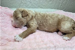 Goldie - Sheepadoodle for sale