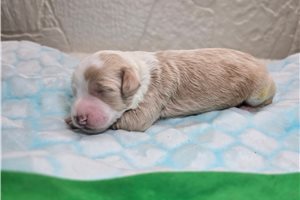 Gino - puppy for sale