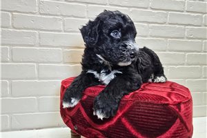 Sheldon - Sheepadoodle for sale
