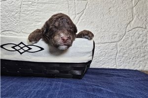 Sebastian - Sheepadoodle for sale