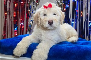 Sadie - Sheepadoodle for sale