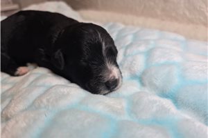 Grayson - Sheepadoodle for sale