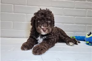 Sebastian - Sheepadoodle for sale