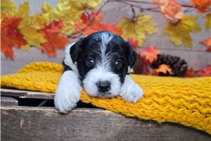 Sterling - puppy for sale