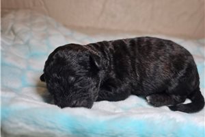 Gilroy - Sheepadoodle for sale