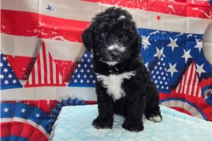 Sheldon - Sheepadoodle for sale