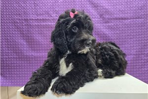 Soroya - Sheepadoodle for sale